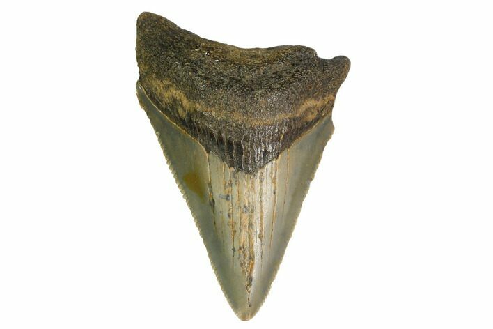 Juvenile Megalodon Tooth - North Carolina #147331